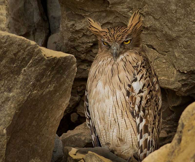 Brown Fish Owl