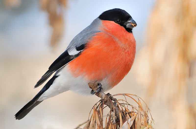 Bullfinch