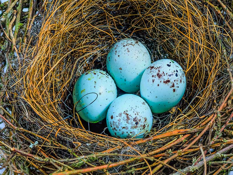 Bullfinch Eggs