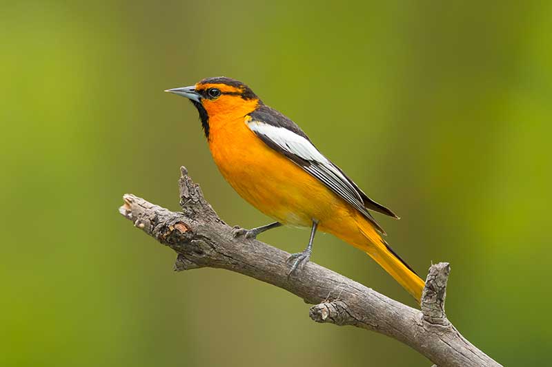 Bullock's Oriole