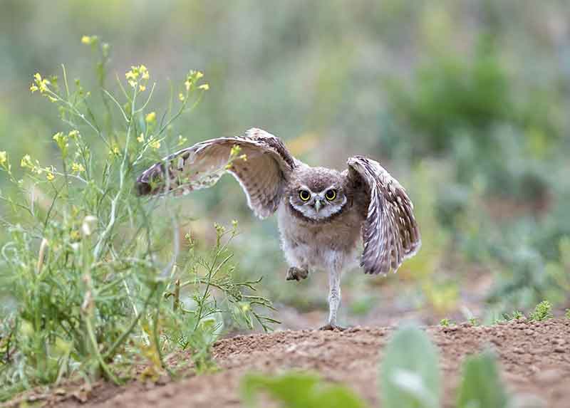 Burrowing Owl Running