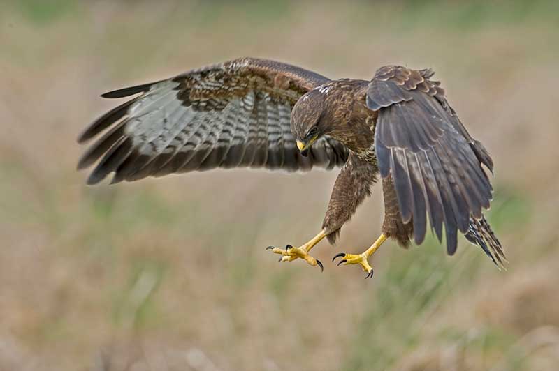Buzzard