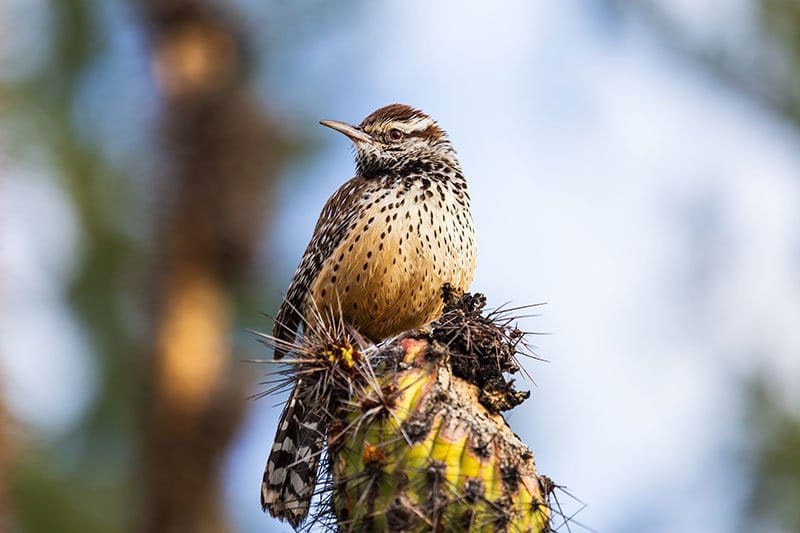 Cactus Wren