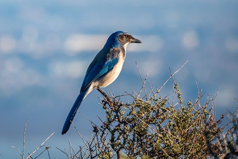 California Scrub Jay