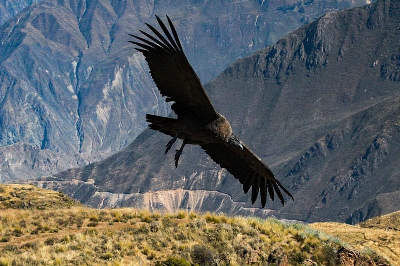 Californian Condor
