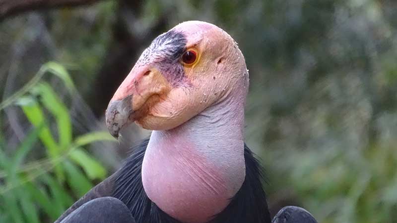 Californian Condor