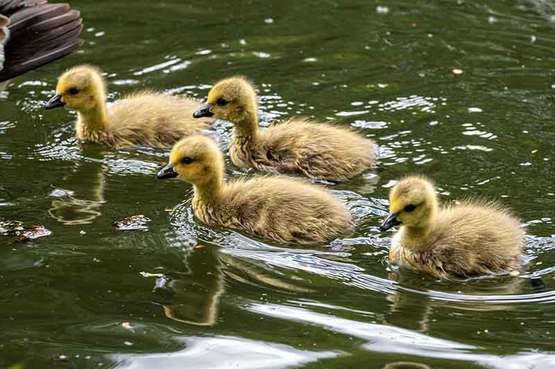 Canada Goslings