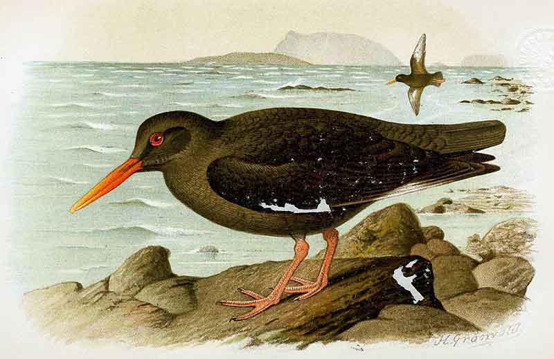 Canarian Oystercatcher