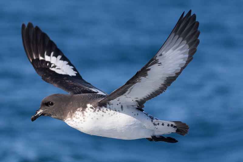 Cape petrel