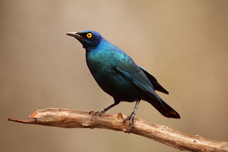 Cape starling