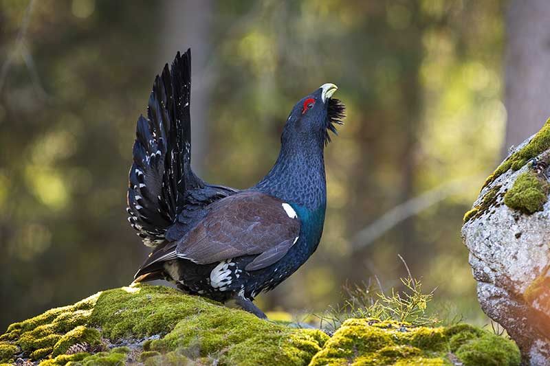 Capercaillie