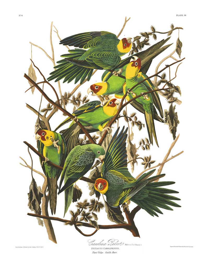 Audubon Carolina Parrot