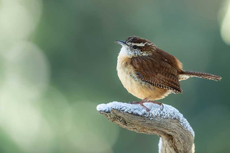 Carolina Wren