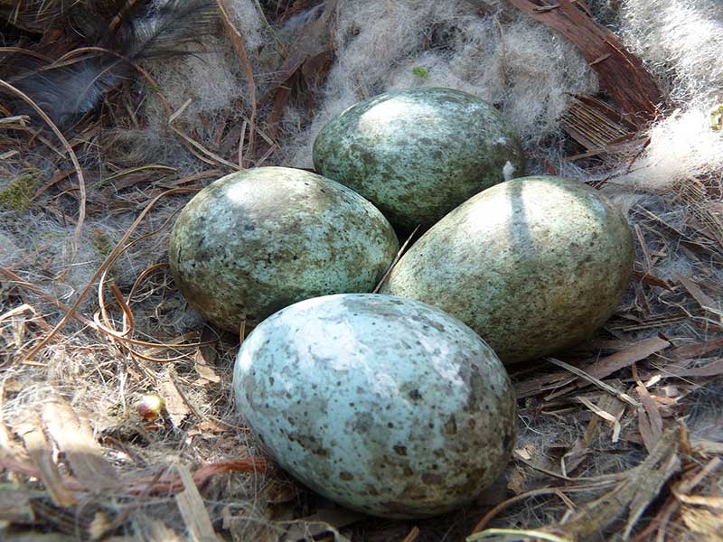 Carrion Crow Eggs