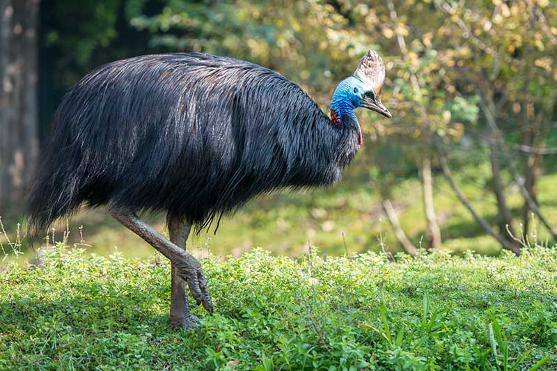 Cassowary
