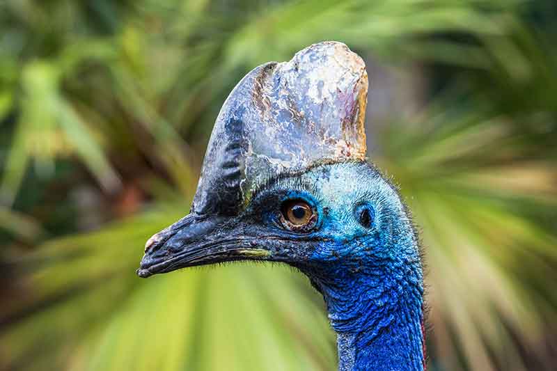 Cassowary Ear