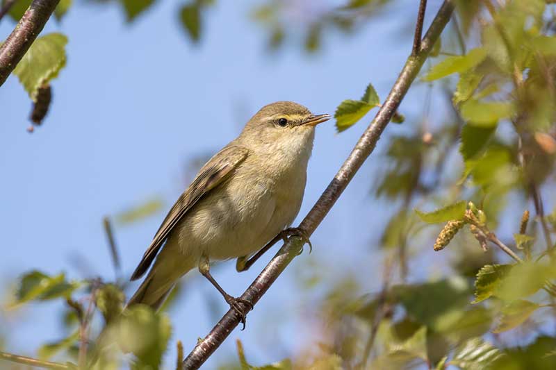 Chiffchaff