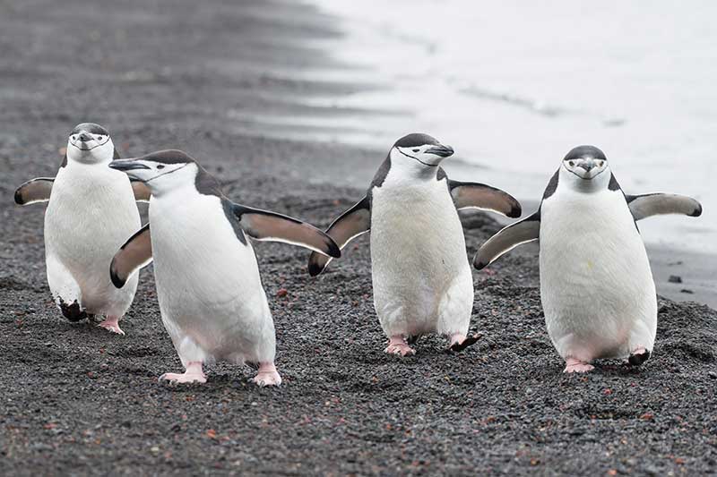 Chinstrap Penguin