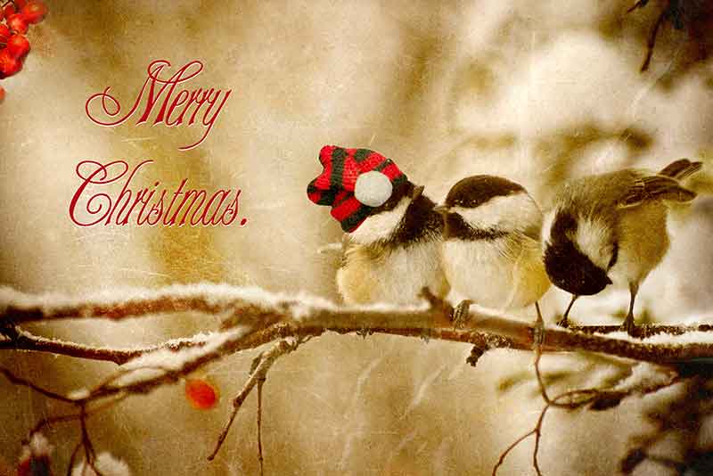 Christmas Chickadees