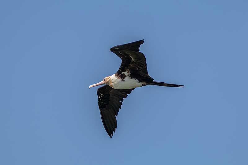 Christmas Frigatebird