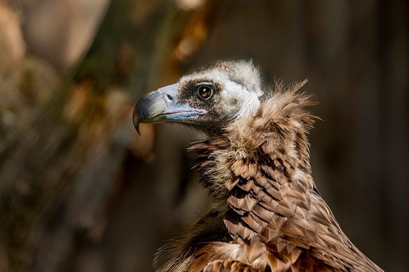 Cinereous Vulture