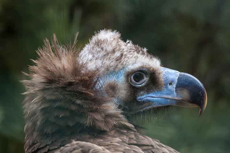 Cinereous vulture