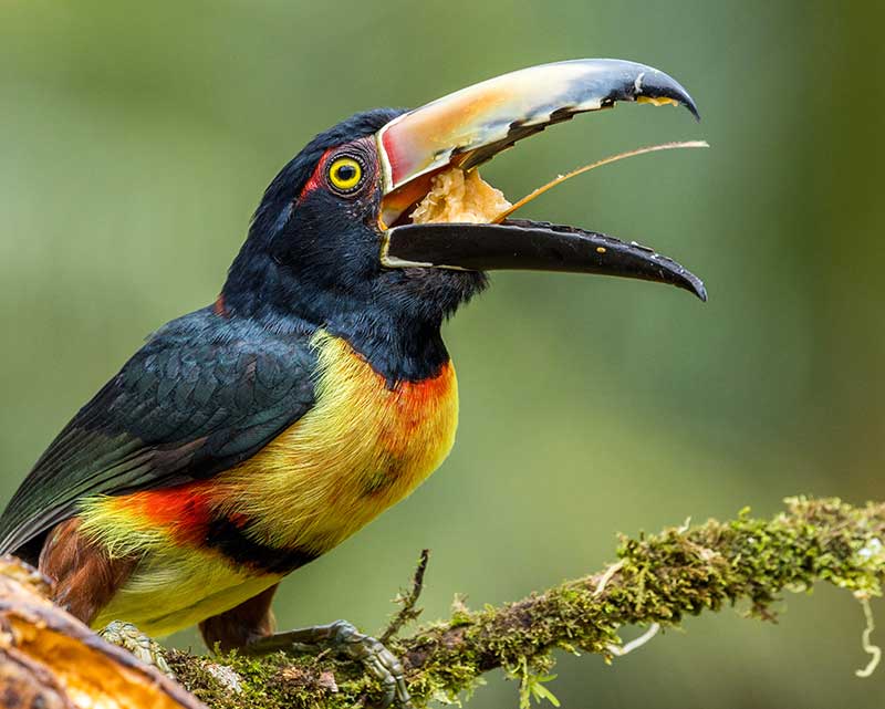 How Big Is Toucan How Big Is Toucan