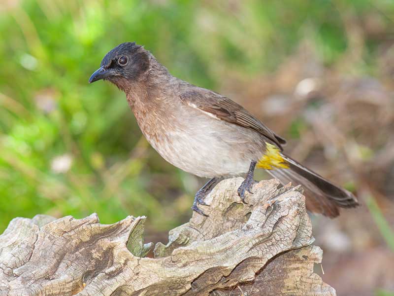 Common Bulbul