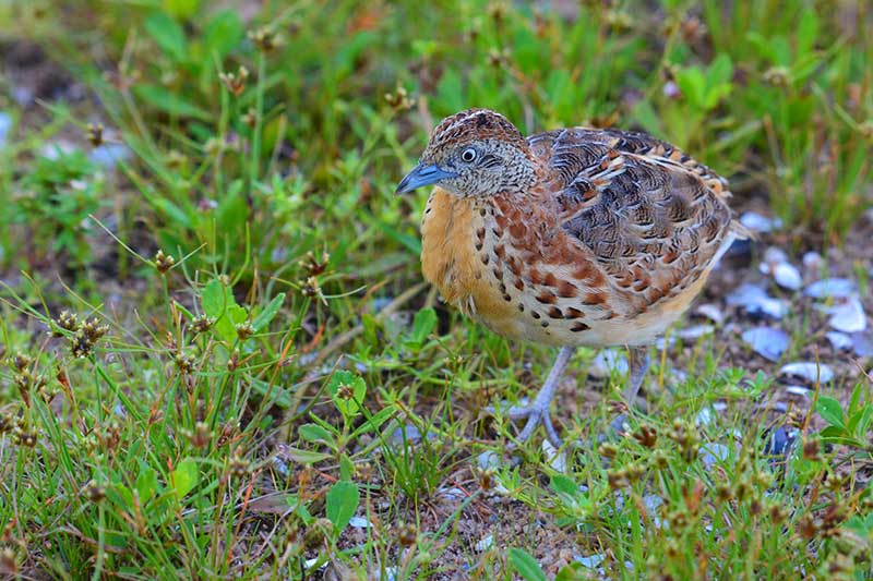 Common Buttonquail