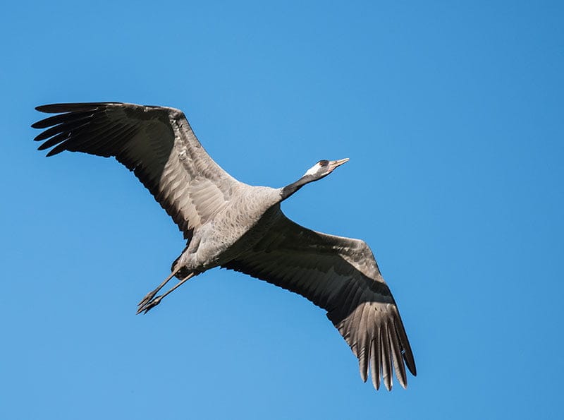 Common Crane