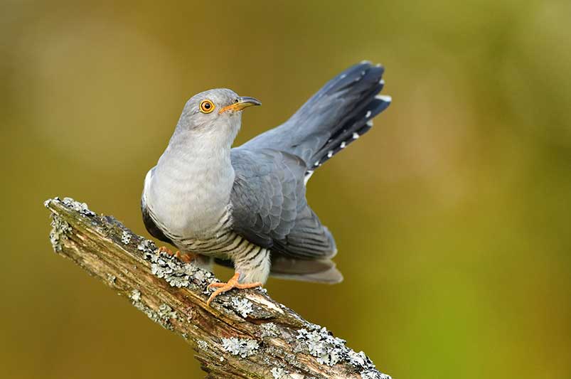 Common Cuckoo