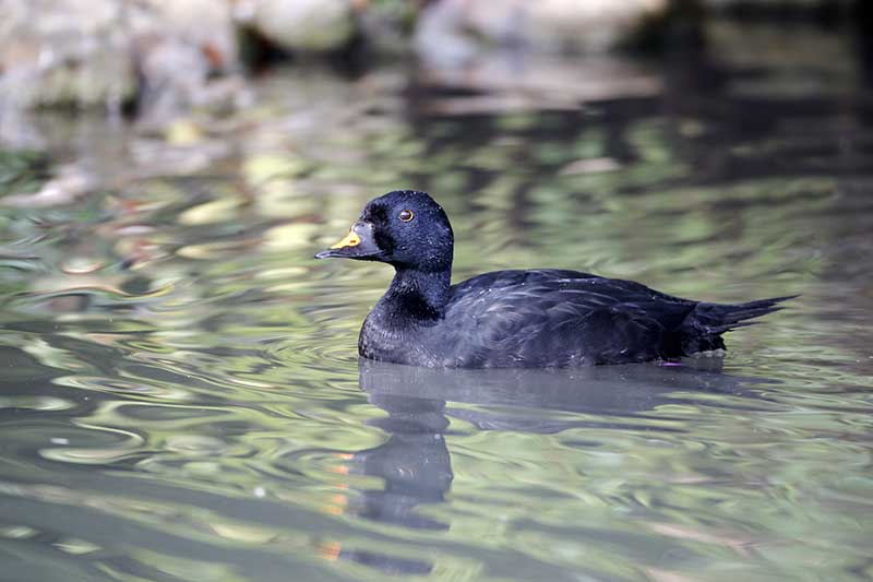 Common Scoter