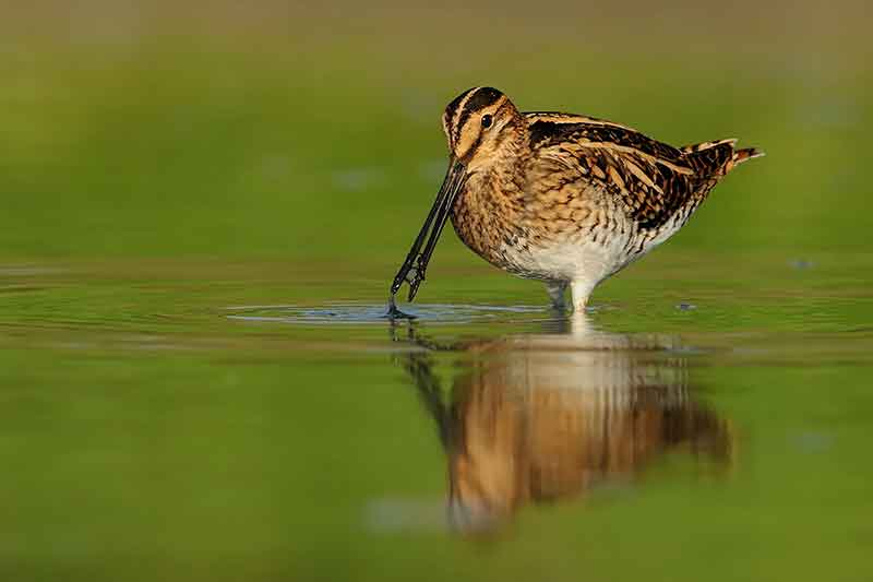 Common Snipe
