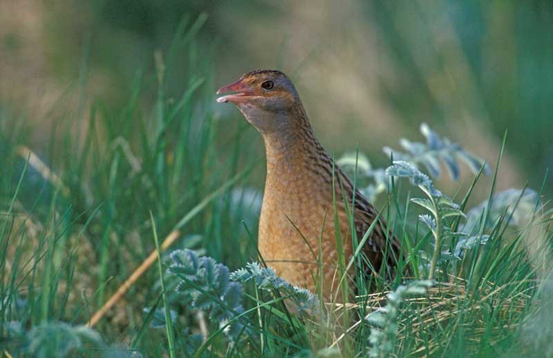 Corncrake
