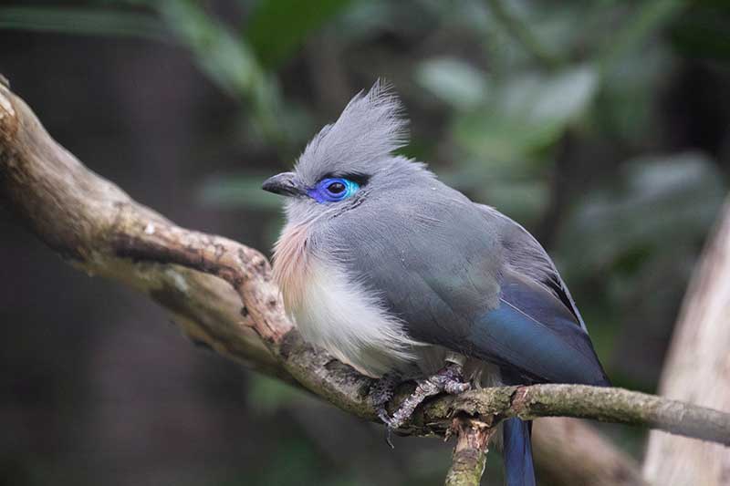 Crested Coua