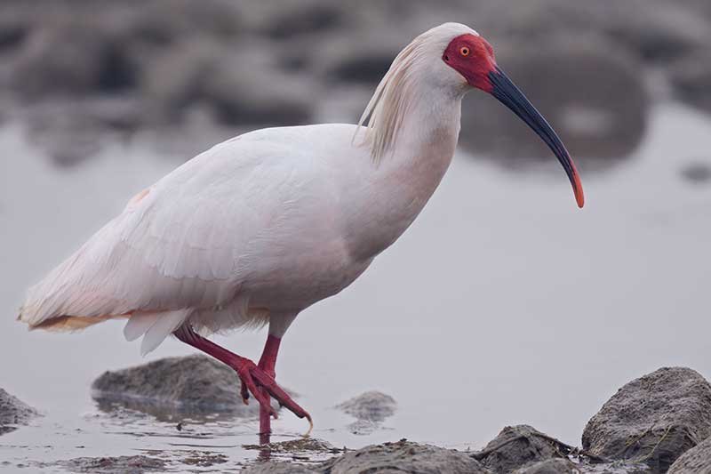 Crested Ibis