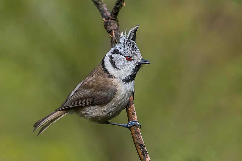 Crested Tit