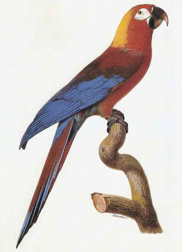 Cuban Macaw