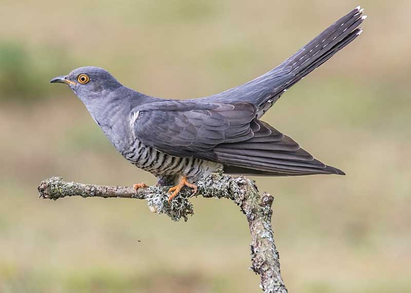 Cuckoo