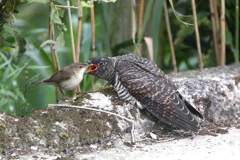Cuckoo Chick