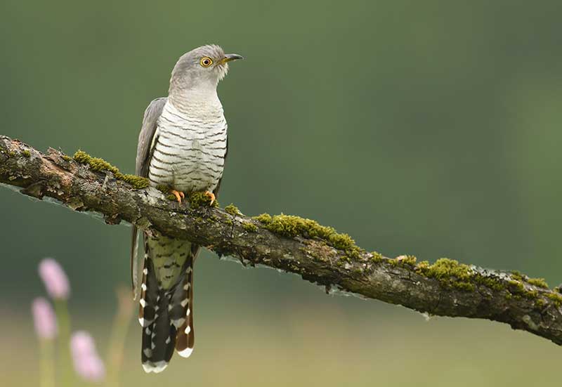 Cuckoo