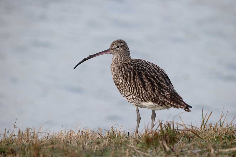 Curlew