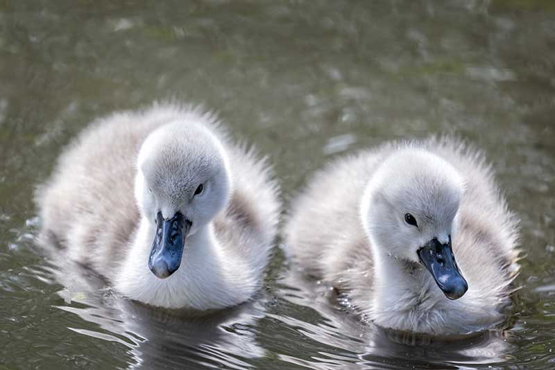 Cygnets