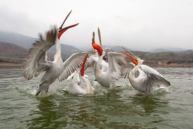 Dalmatian Pelicans