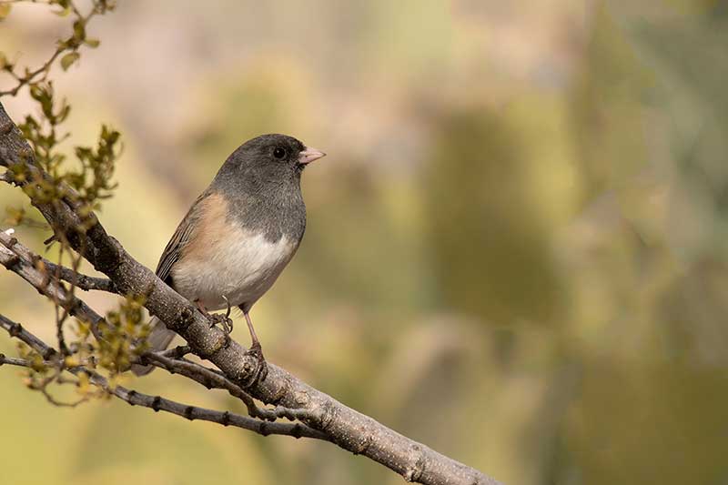 Dark-Eyed Junco