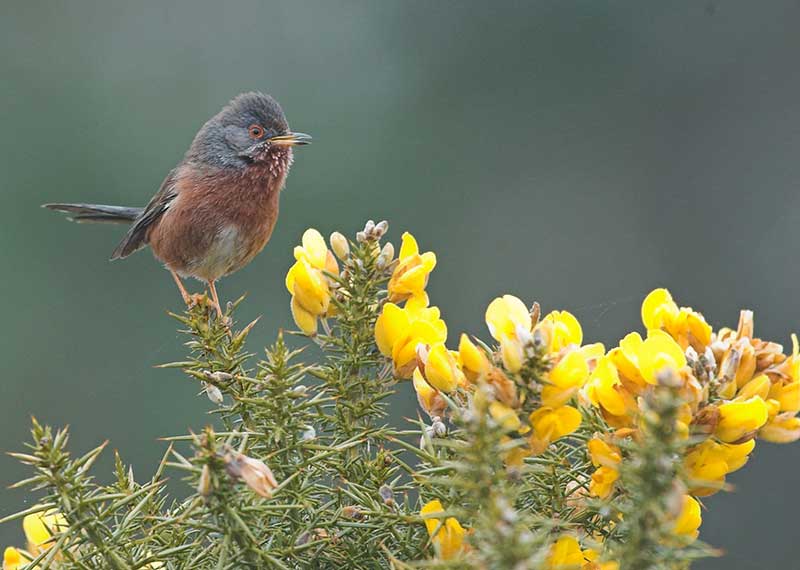 Dartford Warbler