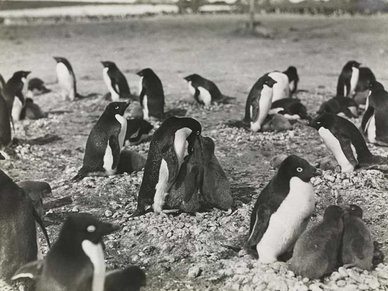 Depraved Penguins