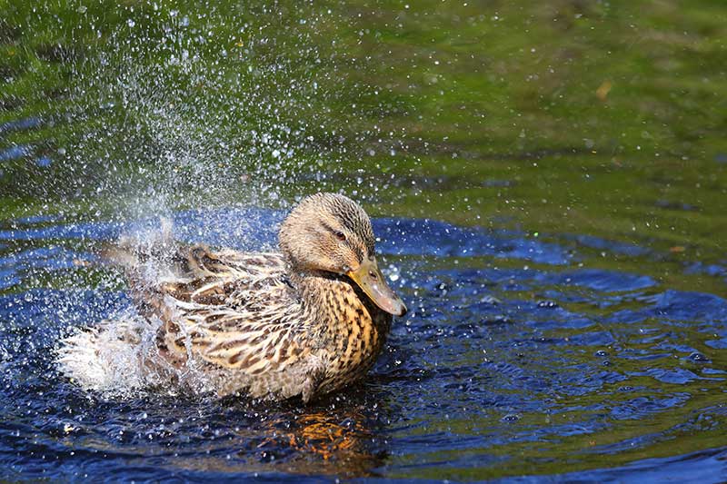 Duck Shaking Its Wings