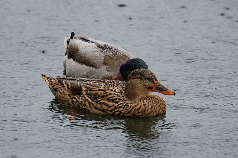 Ducks In The Rain