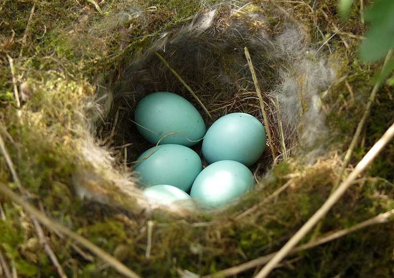 Dunnock Eggs